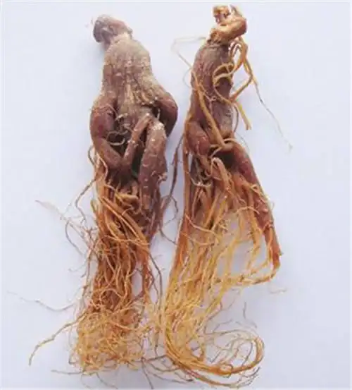 2017年人形千年人参快速拍卖