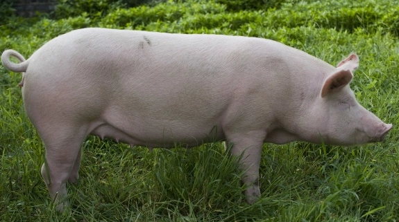 汉中白猪介绍及图片