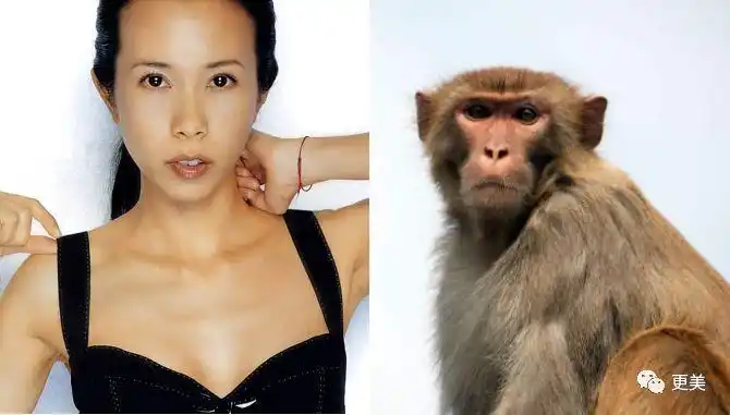 不像一般亚洲女生一样流畅圆润,反而有一些骨感,跟猴子的轮廓线条很像