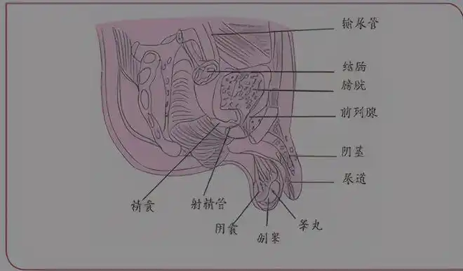 阴囊包括前列腺,精囊腺及尿道球腺,它们所分泌的液体参与组成精液
