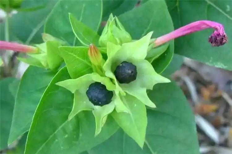 晚上吃完饭才会开花的紫茉莉花小伙伴都叫它地雷花闻着特香