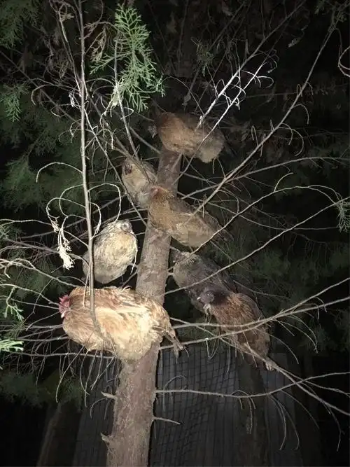 长期销售散养,纯粮食,12月鸡龄以上,高原土鸡