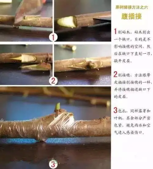 第六种技法:腹插接第五种技法:套皮接第四种技法:嵌芽接第三种技法
