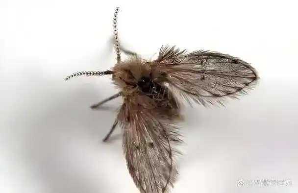 它们身躯细长,通体黑色,翅膀在空中颤动着,显得格外显眼.