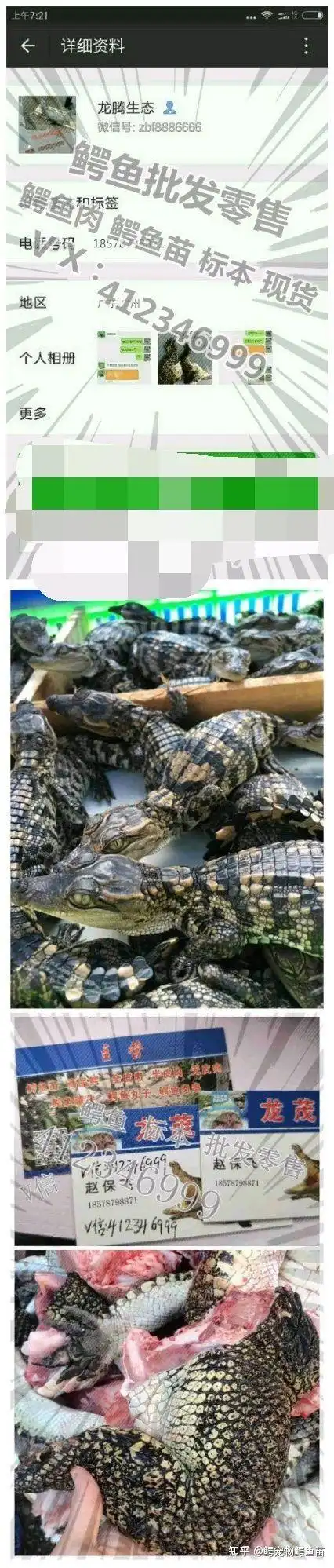 鳄鱼仔宠物鳄鱼苗鳄鱼苗进来咯