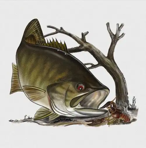 路亚钓鱼爱好者的电子版手绘图#路亚  #户外运动  #户外钓鱼  #路亚