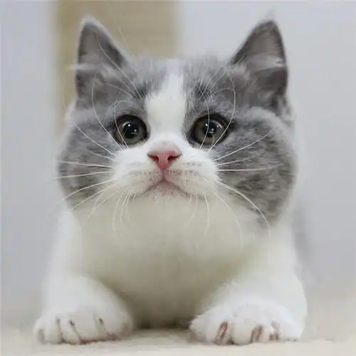 纯种英国短毛猫蓝白蓝猫幼宠物猫咪