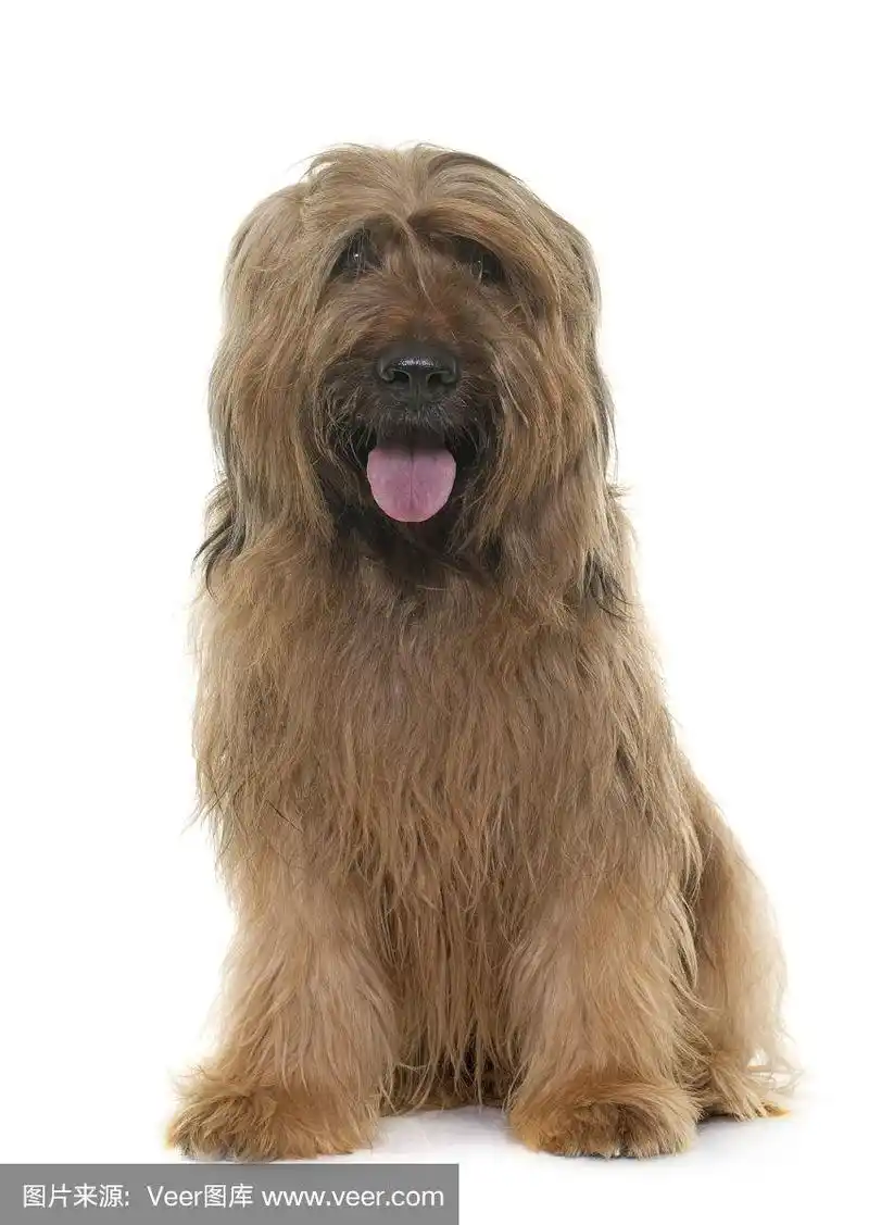 伯瑞犬在工作室