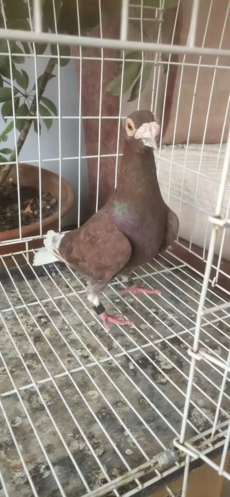 西翁大鼻子种公.#现场实拍 #全国各地发货 #好东西一起分享