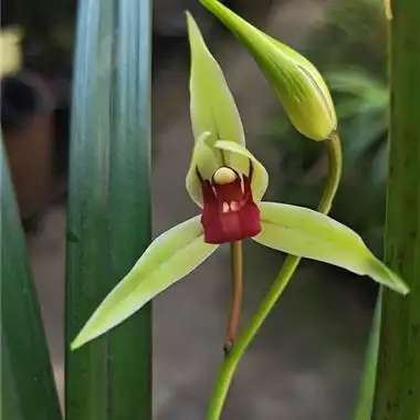 寒兰红素(初恋)二苗一花已开 - 中国兰花交易网