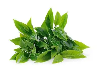 茶树叶春天图片