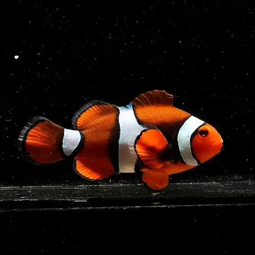 人工公子小丑鱼黑公子尼莫澳黑金砖黑冰血印毕加索海水活体观赏鱼