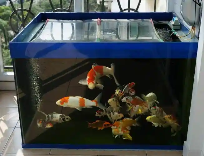 日光浴中的锦鲤地缸