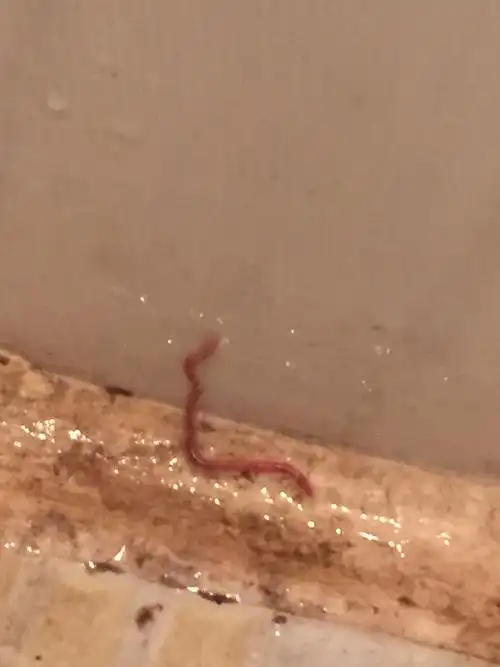 厕所里有这种虫是什么对人有什么伤害没有,接触皮肤