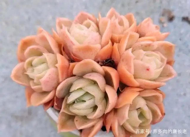 有苗不愁长的多肉约瑟琳,肉友养一年它爆了8个头,同时颜值还高