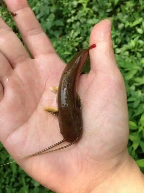 小溪里的漂亮鱼类学名