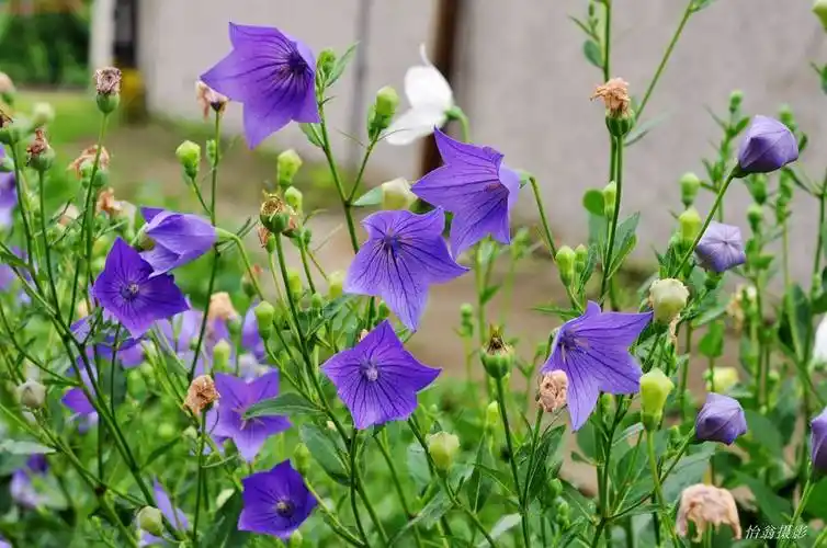 桔梗图片 桔梗野菜图片[12/12]_图片大全_美桌网