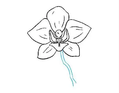 一朵兰花简笔画的画法步骤图片大全