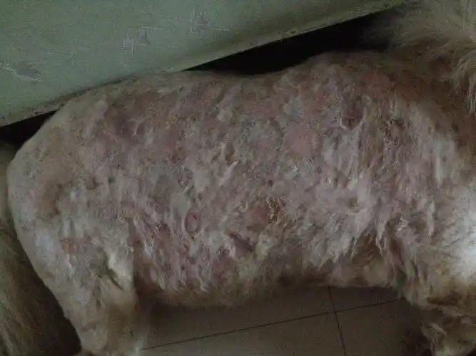 狗狗螨虫 真菌怎么治