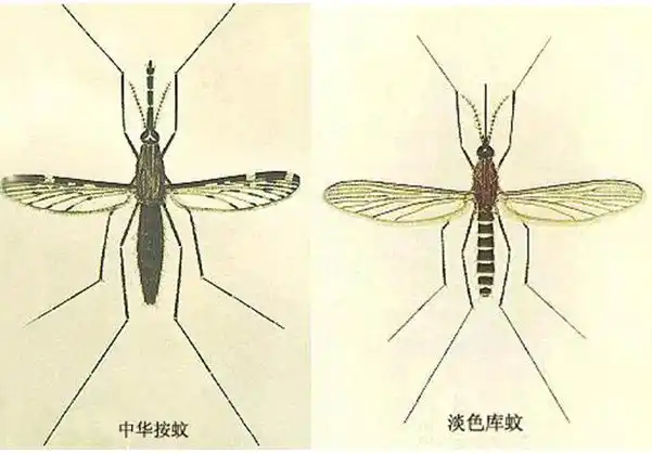 比如,中华按蚊是疟疾传播的重要媒介,淡色库蚊和致倦库蚊,即平常所说