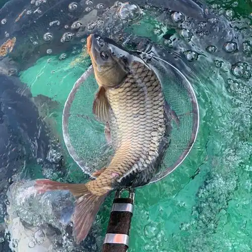 正宗东北大鲤鱼黑龙江淡水鱼大鲤鱼鲜活速冻大鲤鱼9斤左右