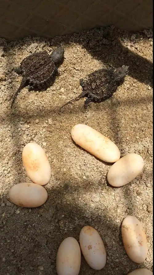 乌龟#今年刚出生的小鳄龟