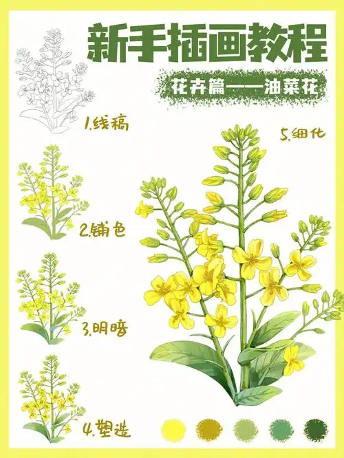 989898绘画工具:wacom手绘板绘画软件:ps2020-插画油菜花画法