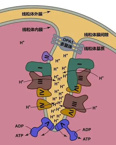 科学大家| 清华教授详解线粒体 带你领略呼吸的奥秘