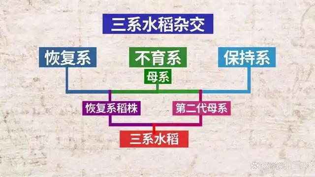 三系法杂交水稻原理,很多人不知道