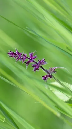 壁纸 草,小紫色花 2560x1600 hd 高清壁纸, 图片, 照片