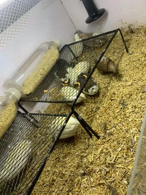 白鸡里应该有2-3只母的,我不会看燕子皮,其他的实在确定不了公母,都是