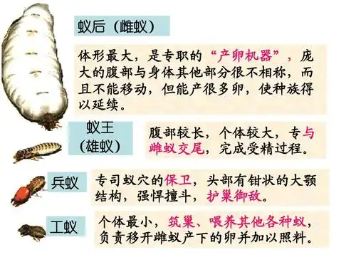 八年级生物上册生物第二章第三节社会行为课件人教版ppt