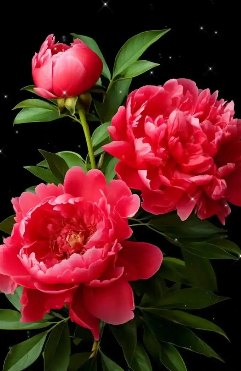 美花分享:红牡丹,国色天香,雍容华贵