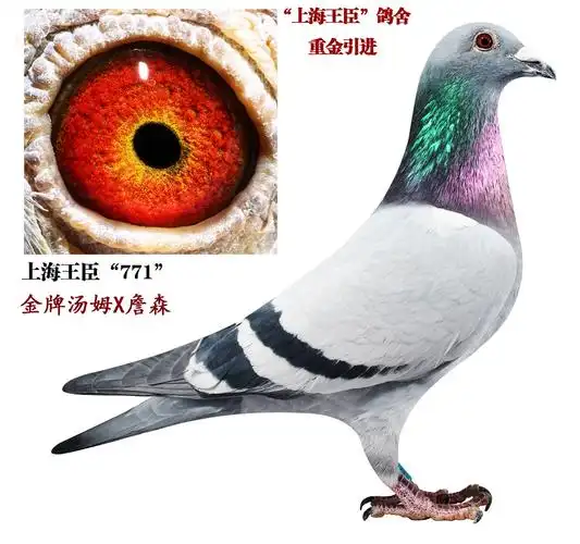 上海王臣金牌汤姆771