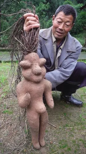 揭秘千年人形何首乌是如何造假的?