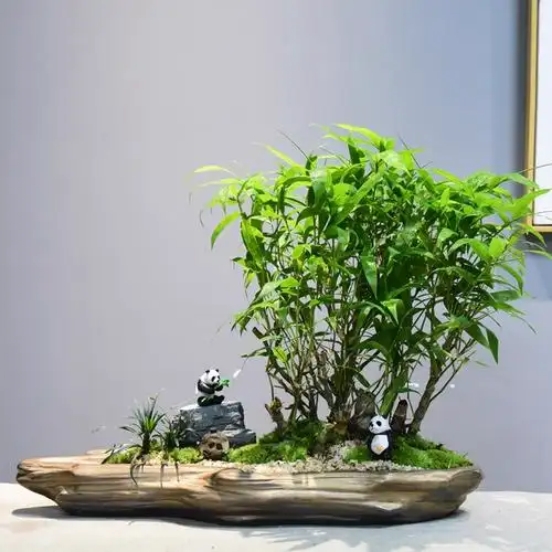 澳洲竹子绿植长青四季办公客厅植物盆栽佛肚绿植