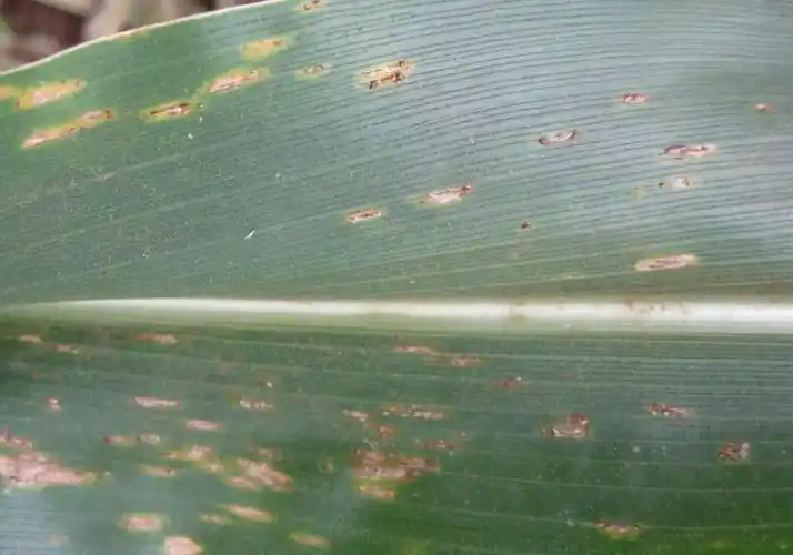 玉米叶部常见病害合集高清图谱药剂推荐