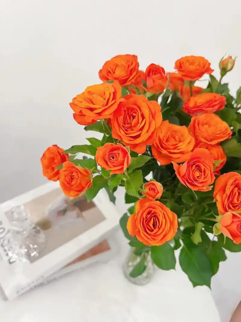 花间里|橙色芭比多头玫瑰.橙色芭比 花苞繁多 精致小巧可爱  - 抖音