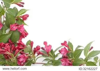 red bell shaped flowers over white background