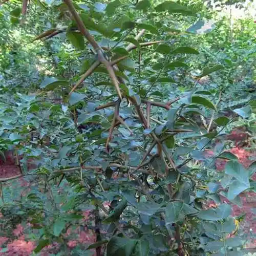 造刺树种子 造刺树树苗 带刺植物围墙篱笆 盗围墙 护栏