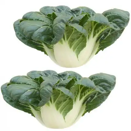 奶白菜矮脚农家菜春季大田四季种子