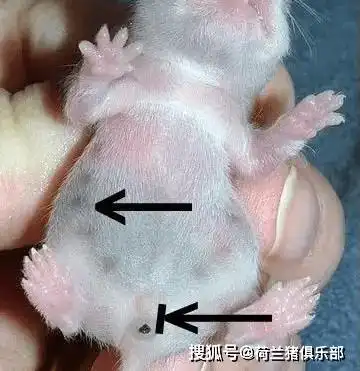 仓鼠怎么分辨公母?_成年_乳头_生殖器