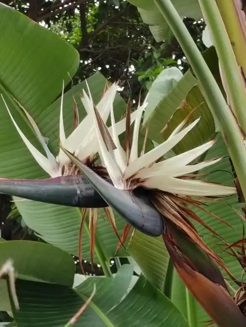 它就是不多见的大鹤望兰.