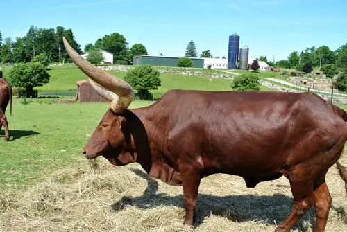 公牛图片_公牛图片大全_全景图片网