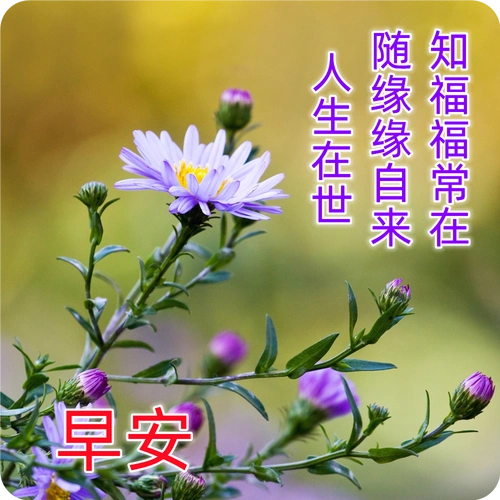 春季清晨发朋友圈必备的早上好漂亮鲜花图,早上好暖心祝福语句子