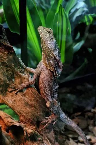 藏进厦门市中心的1200㎡「热带雨林 动物世界」!土拨鼠,变色龙…200张