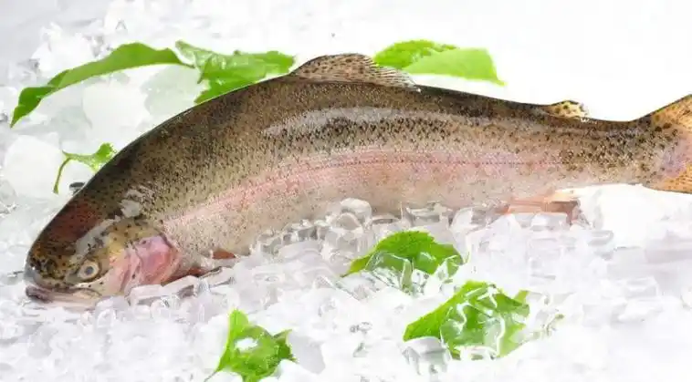 虹鳟鱼和三文鱼的区别正宗三文鱼怎么辨别