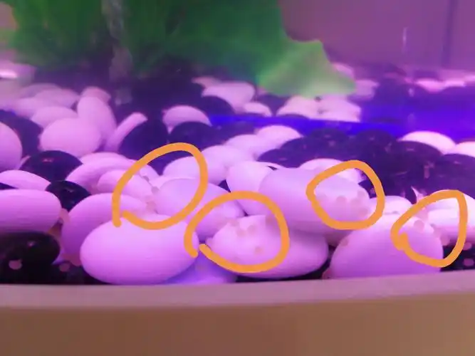 圈出来的这些就是鱼卵.