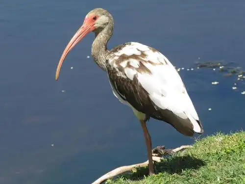 white ibis photo by bob neugebauer