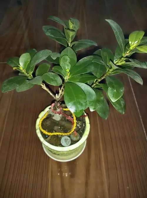 我的榕树种了一年多,到现在也只长了一点点叶子,怎么样才能让它长快点